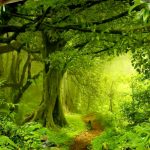 पिपरी रेंज में विश्व वन दिवस पर वन संरक्षण का संदेश, धूमधाम से हुआ आयोजन